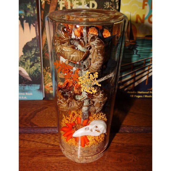 Cicada Skins Autumn Flowers Nature Art Oddity Jar mini Raven Skull goth witchy - Picture 15 of 16